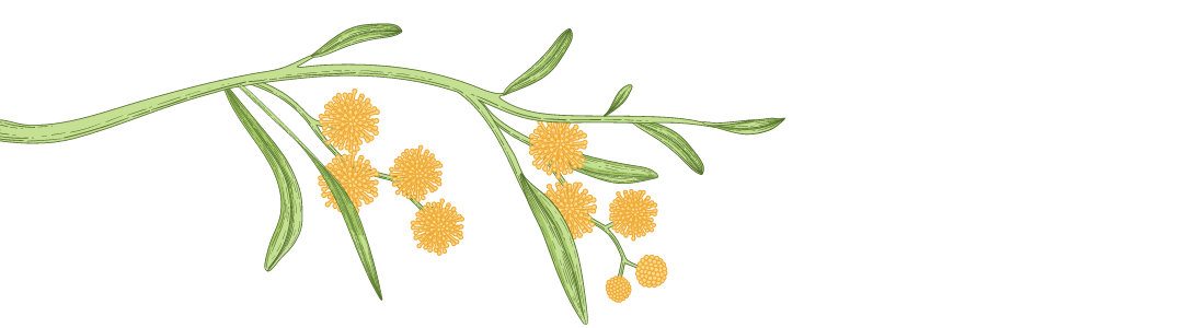 Wattle Branch